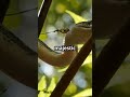Discover the Jungle Giant: Reticulated Python
