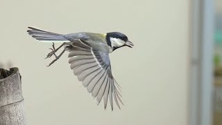 シジュウカラ　子育てとヒナの巣立ち