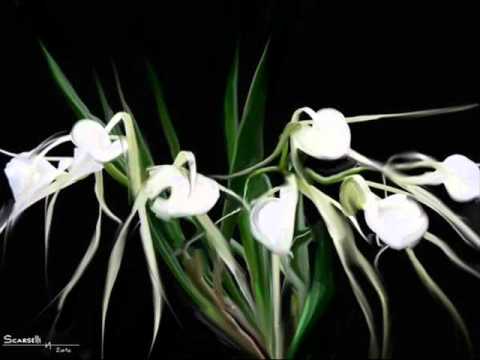 Agepe - Me leva - Brasil