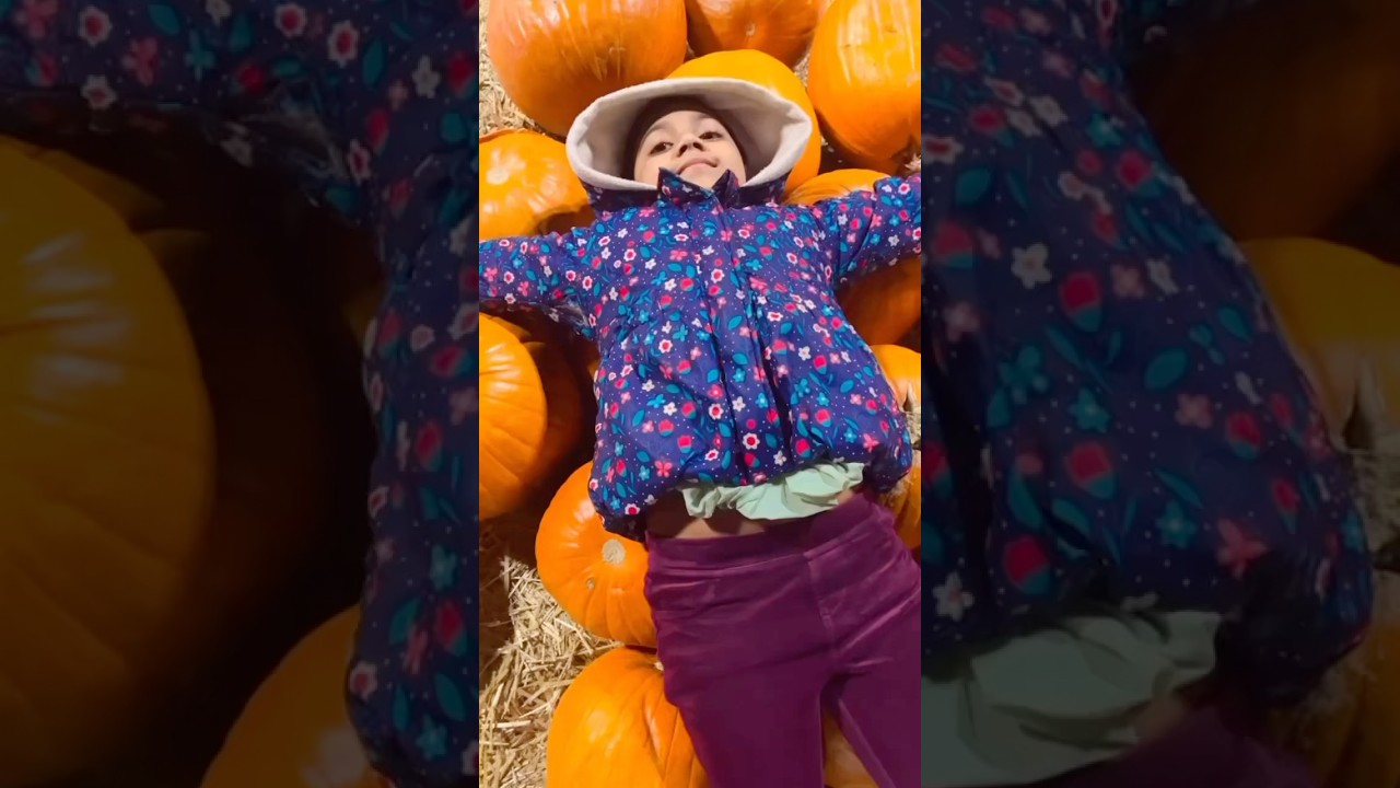 Pumpkin Harvest!! Falls season celebration by pumpkin harvest and Halloween times!! 