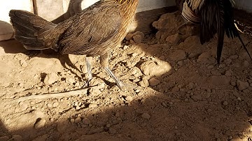 Poj qaib dib tuaj kaus taw