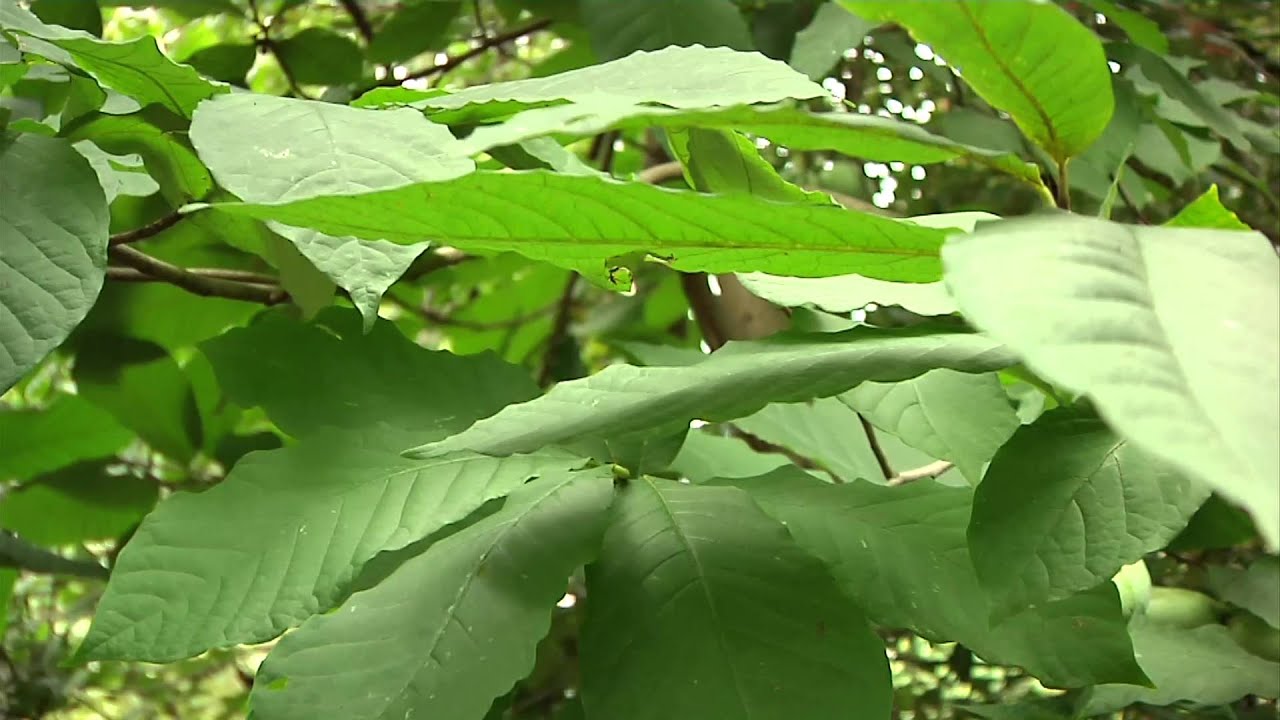 Ohio's Pawpaw Trees