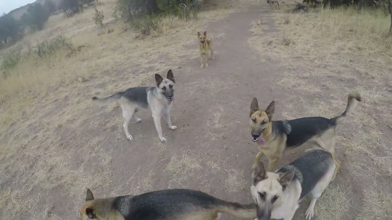 A walk with Jag makes 9