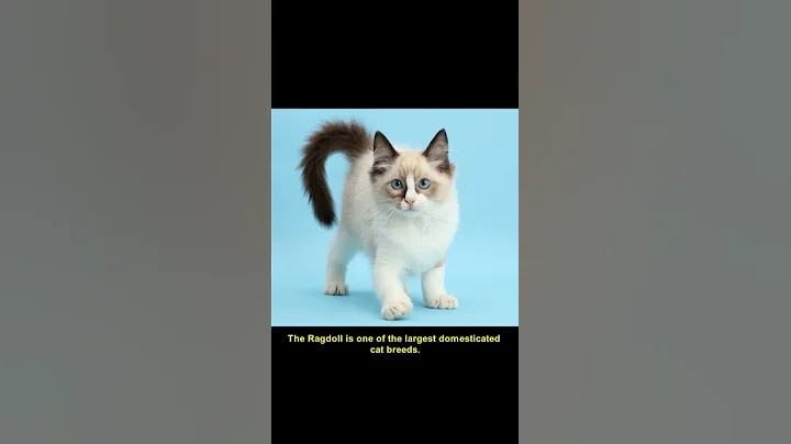 Ragdoll Cat Breed Facts and Personality Traits #Shorts - DayDayNews
