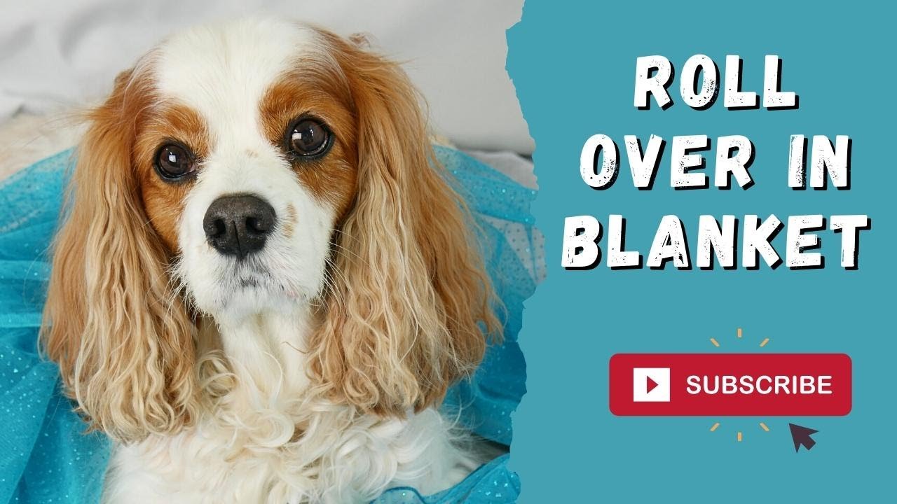Fun and Easy Dog Tricks Teach Your Dog to Roll Over in a Blanket