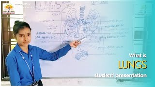 Lungs Location, Anatomy, Function & Complications // Divine College of Health Science
