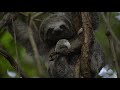 Rescuing and releasing Menta the sloth