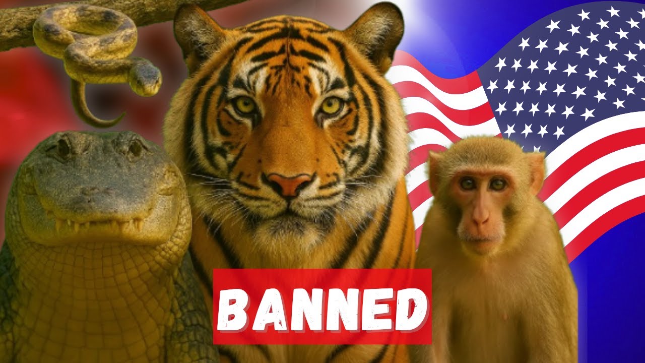 These 15 Pets Are Illegal to Own in America!!