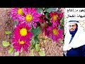 زهور استراحة شيهانة الشمال ١٤٤٤هجري