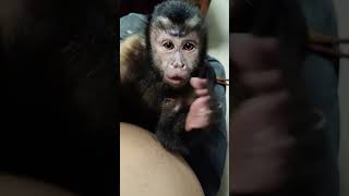 Pet Capuchin Monkey Rhythmically Pats Owner's Belly