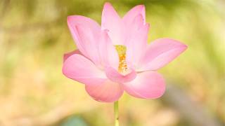 : Morning Inner Peace | Music & Nature Relaxation