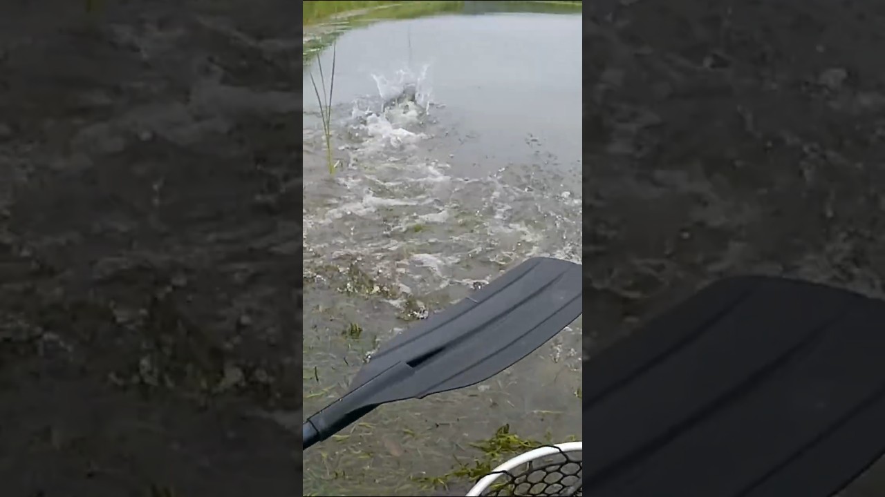 Giant pike takes off running 