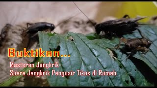 Download Lagu Masteran jangkrik #suara jangkrik pengusir tikus di rumah MP3