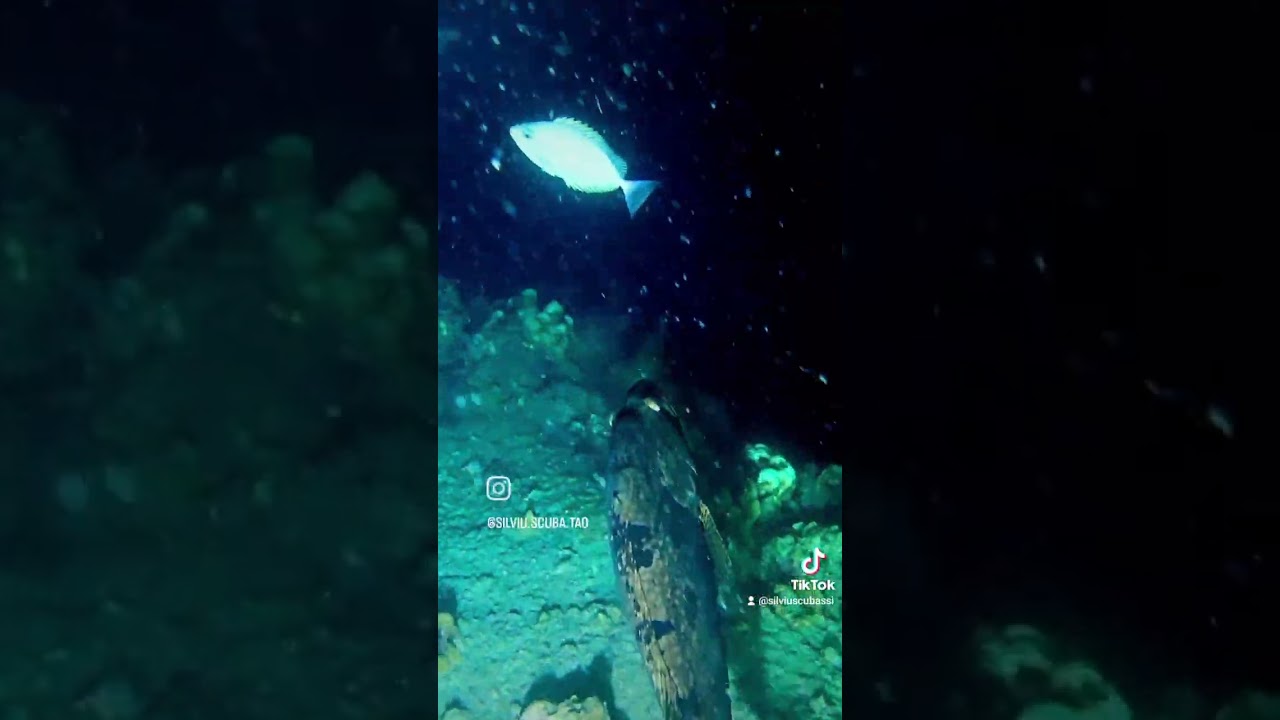 Grouper attack rabbit fish during night dive on White Rock Koh Tao