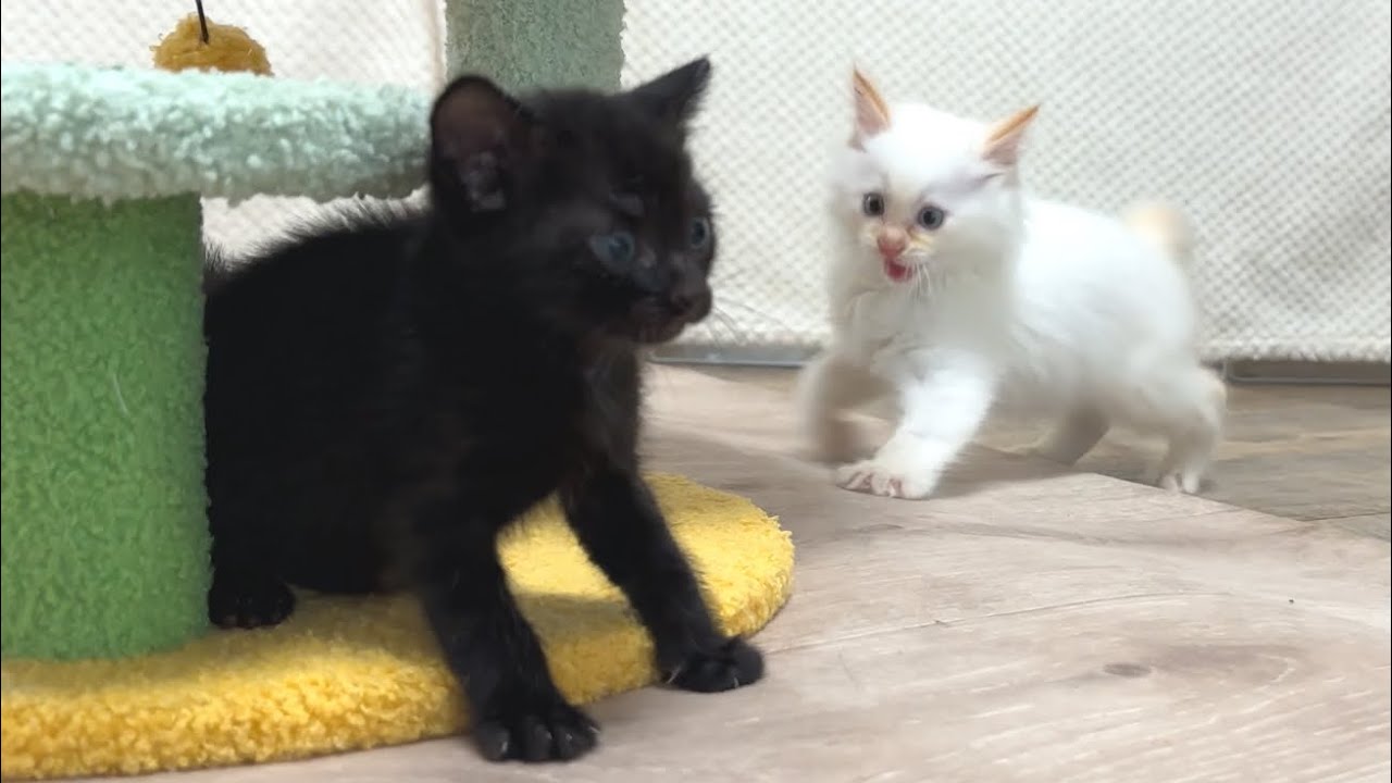 兄猫を本気にさせちゃった強すぎる子猫【ラプ保護物語＆お祭り兄弟日記】Brother cat seriously confronts a kitten that is too strong.