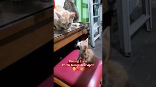 Kucing Lucu !! Kamu Nangis Kenapa?🥰❤️😻#cat #kitten #kucing #kucinglucu #beranda #youtubeshorts