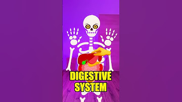 Let’s Explore The Amazing Organs Inside Your Body! #learn #kidsvideo