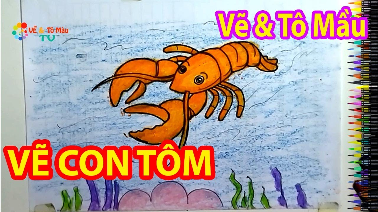 Vẽ Con Tôm - Cách Vẽ Con Tôm Đẹp Dễ Thương Đơn Giản Nhất - Draw Shrimp -  Youtube