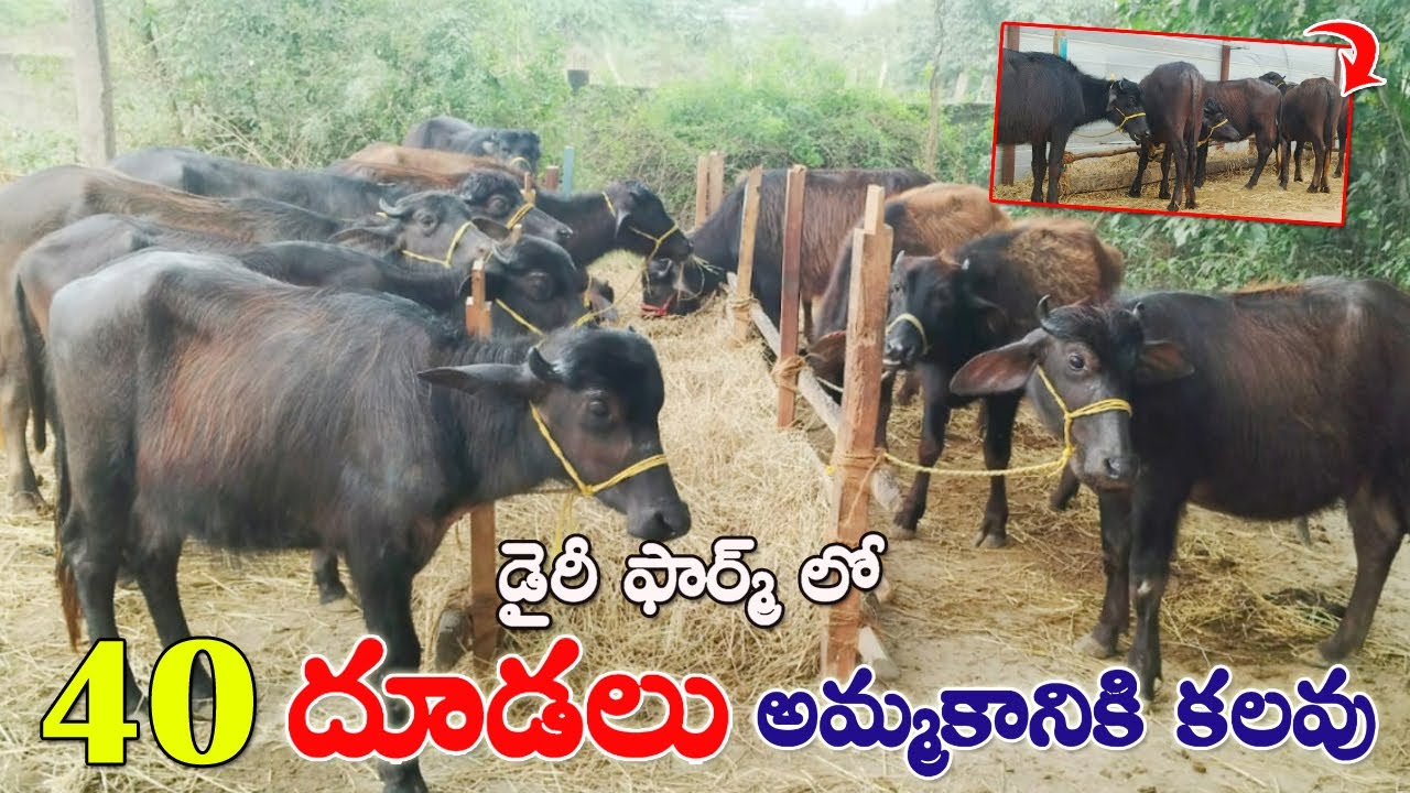 డైరీ ఫార్మ్ లో 40 దూడలు అమ్మకానికి కలవు | Murra Calfs for sale | Calves for sale in Andhra| CBNews