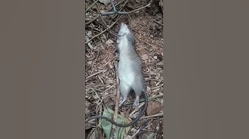 Thăm bẫy được chuột cụ #shorts