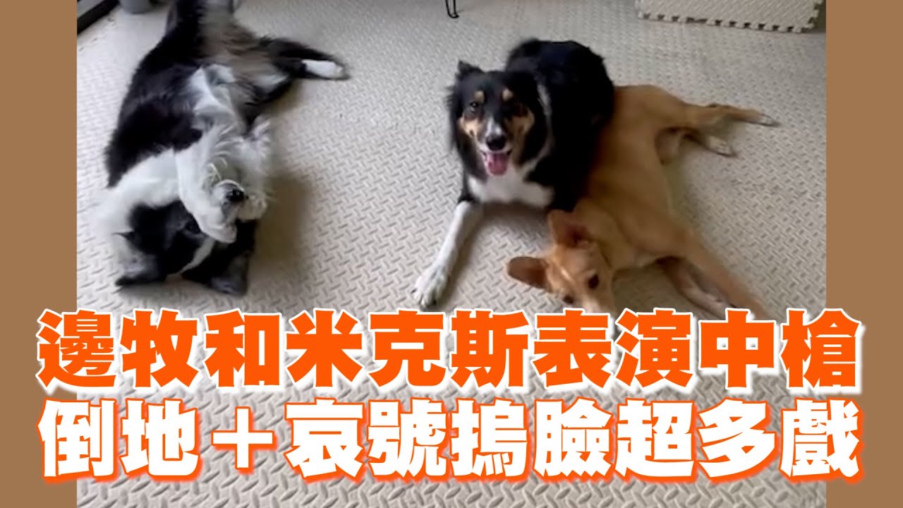 邊牧和米克斯表演中槍　倒地＋哀號摀臉超多戲 ｜#寵物雲