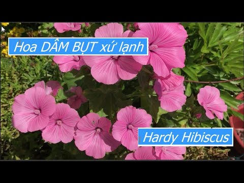 Video: Khu 4 Hardy Hibiscus - Có cây dâm bụt nào cho Vườn Khu 4 không