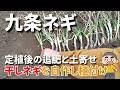 【九条ネギ】干しネギの作り方を簡単に説明して、植え付けました／雑草に埋もれたネギを救出し、追肥と土寄せを実施しました－Vol.248（2024.09.11）