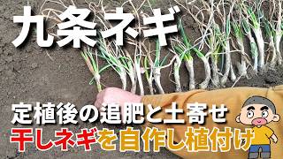 九条ネギのエンドレス栽培 干しネギを植えました - YouTube 九条ネギのエンドレス栽培 干しネギを植えました - YouTube