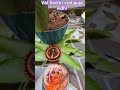 Vat Savitri vrat puja vidhi🌼🌺🙏🙏 #shorts #youtubeshorts #vat #pooja  #vatsavitripuja2026 #suhaganvrat