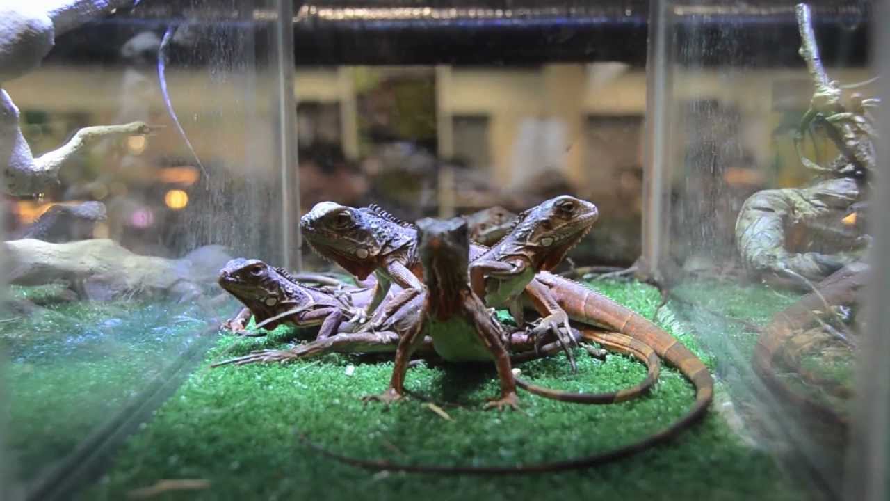 2012 Daytona National Reptile Breeders' Expo YouTube