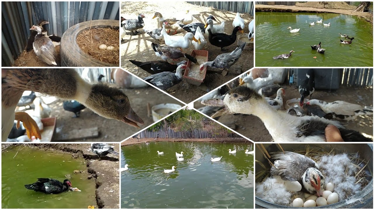 Levando os filhotes de marrecos rouen para o lago e chocando uma pata ...