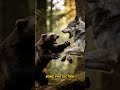 Who would win?....Wolf vs wolverine #animalclash #animalfight #apexpredator