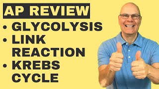 Glycolysis, Link, and Krebs: ALL YOU NEED TO KNOW for AP Bio! screenshot 4