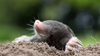 Moles popping back up across the Ozarks