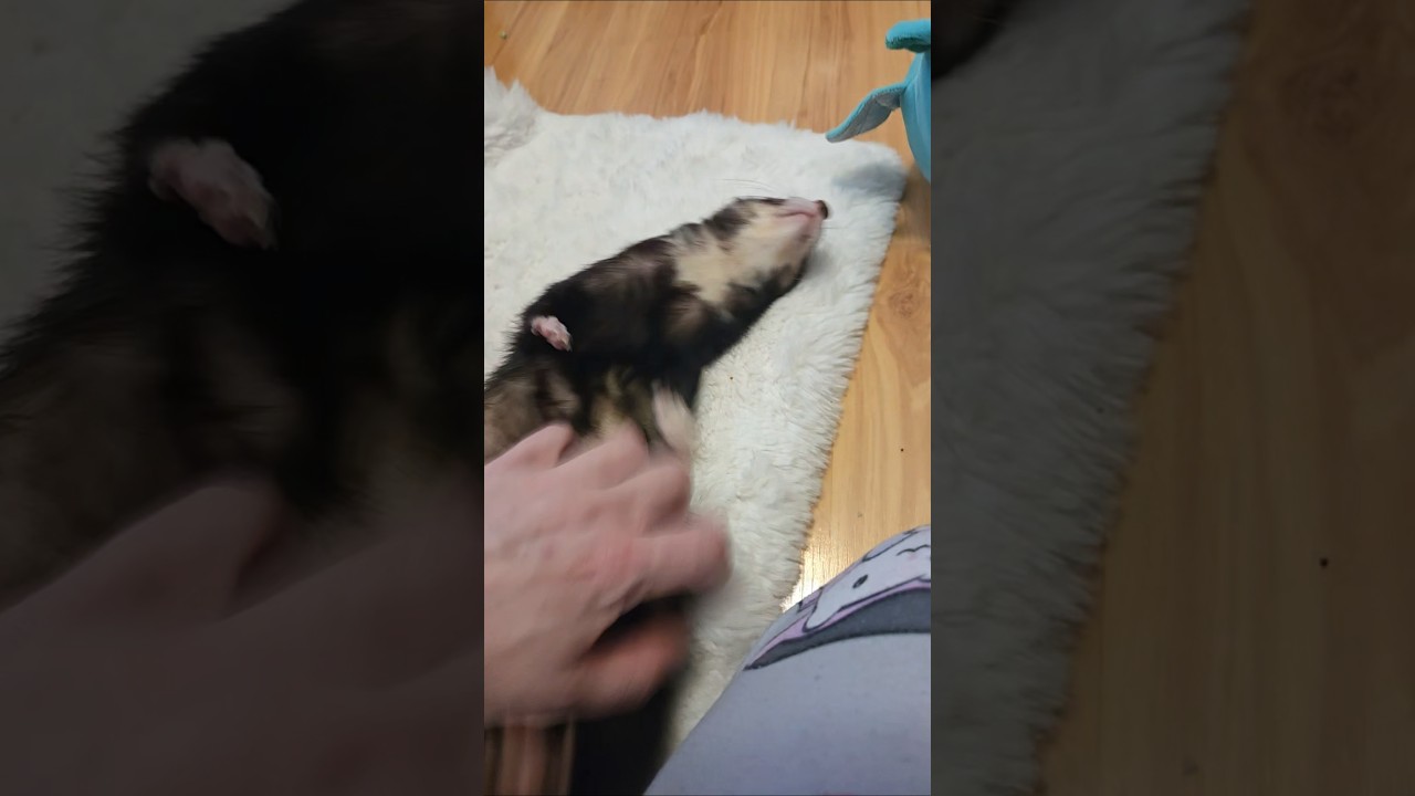 Cheep Was In Such A Happy Mood