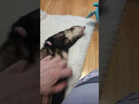 Cheep Was In Such A Happy Mood