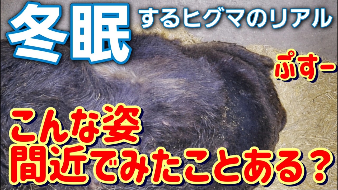 冬眠中のヒグマ、どうやって冬眠から覚めるの？【サホロリゾートベア・マウンテン】