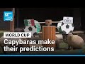 Resident experts in Mexican zoo divine World Cup results • FRANCE 24 English