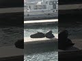 The adorable sea lions at Pier 39 in San Francisco #sanfrancisco #pier39 #sea lions