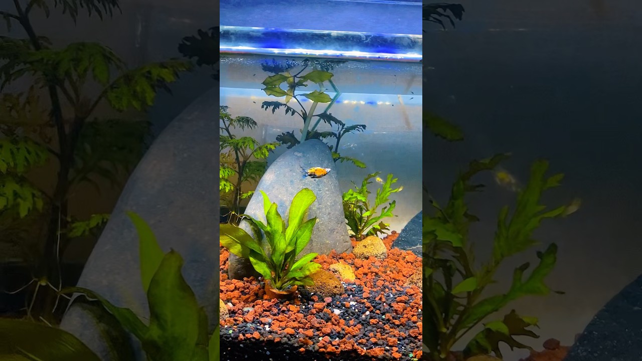AQUASCAPE SIMPEL KERENN 