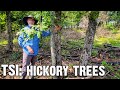 Hickory trees  timber stand improvement tip