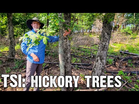 Video: Ořezávání stromu Hickory – Naučte se, jak prořezávat Hickory Tree
