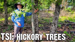 Hickory Trees - Timber Stand Improvement Tip