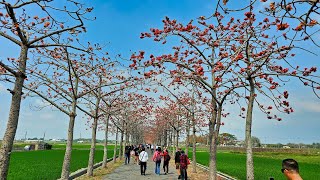 2024 0306 白河林初埤木棉花道 (4K)