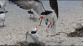 BLACK SKIMMER CHICKS FACE DANGER ON THE BEACH