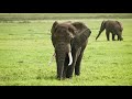 Incredible wildlife - Ngorogoro Crater after the rainy season