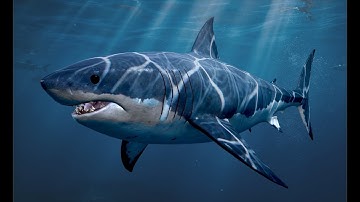 ZBrush Shark Turntable Video