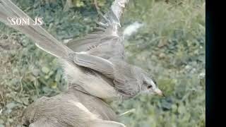 Download Lagu Mikat burung ciblek Alang Alang sepasang MP3