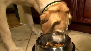 Mystery dog illness sparks concerns for veterinarians and pet owners
