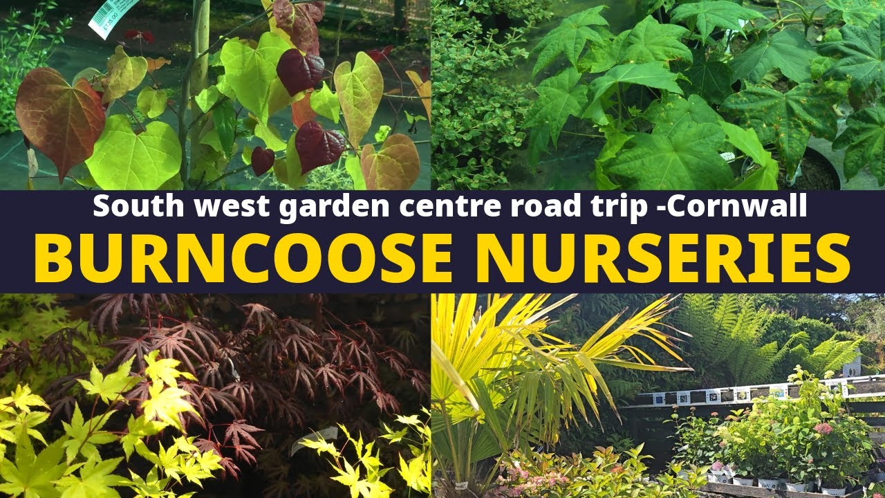 Питомники Burncoose — растения для всех стилей садоводства — Юго-западный садовый центр, поездка ...